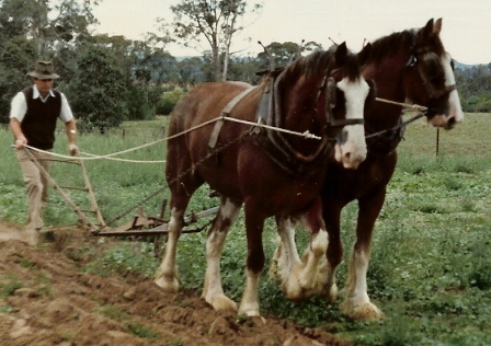 Plough Harness