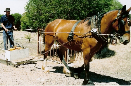 Plough Harness