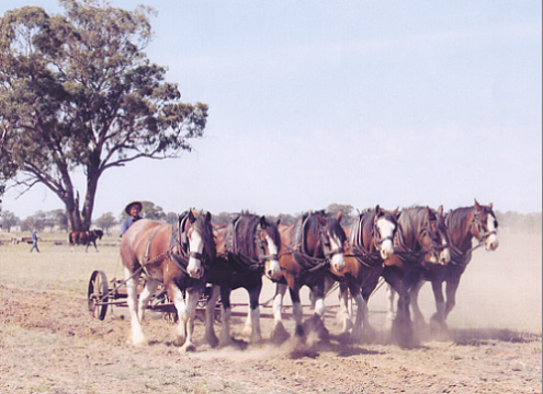 six horses plough harness